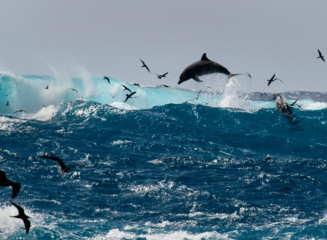 Bottlenose and noddies delfinstrategien-susanne-braack-landing-8