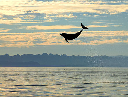 Bottlenose dolphin_OCS0290 delfinstrategien-ueber-uns-mana-3