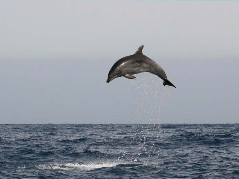 delfinstrategien-ueber-uns-mana-3
